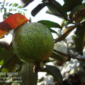 পেয়ারার ফমোপসিস ব্লাইট রোগ