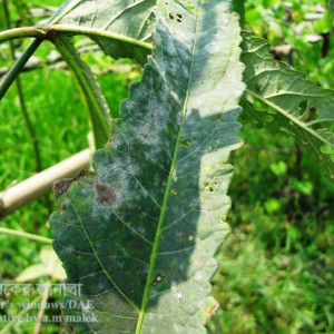 ঢেঁড়শের পাউডারী মিলডিউ রোগ